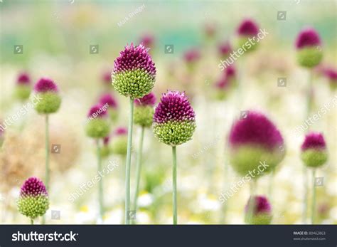 Allium Sphaerocephalon Stock Photo 80462863 | Shutterstock