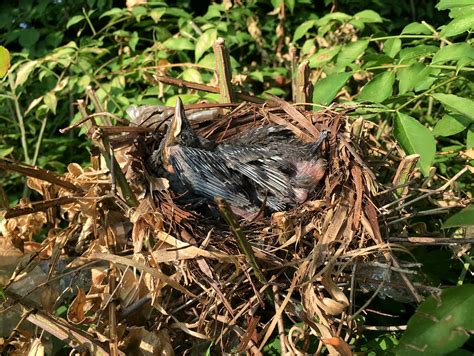 Maryland Biodiversity Project - Gray Catbird (Dumetella carolinensis)