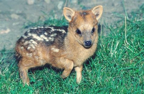 Meet The Pudu! - Baby Animal Zoo