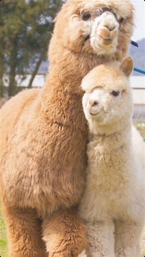 Happy Alpacas posing for pictures - Alpaka | Cute animals, Animals ...