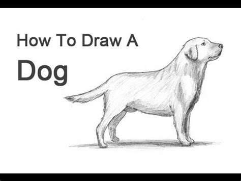 How to Draw Dogs - 50 Best Dog Drawing Tutorials