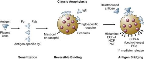 Anaphylaxis Vs Anaphylactic Shock