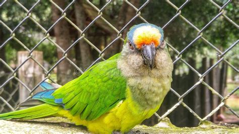 Brazilian parrot stock photo. Image of brasil, green, yellow - 2319538