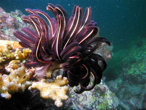 New Strange Species Discovered in Antarctic Sea - GreekReporter.com