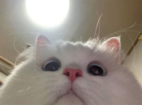 When you accidentally open your front camera... | Cute cats, Cute cat memes, Baby cats