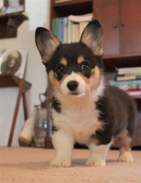 Black Mini Corgi Puppies | Welsh corgi puppies, Corgi dog breed, Corgi dog