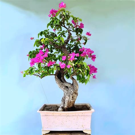 Bougainvillea Bonsai Tree (Flowering) - Lones Bonsai