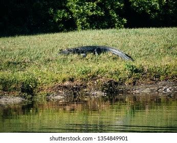 73 Snook Habitat Images, Stock Photos & Vectors | Shutterstock