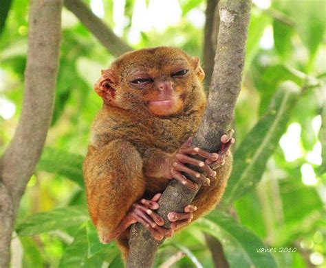 Smiling Tarsier | Pinterest | Animal, Exotic animals and Primate