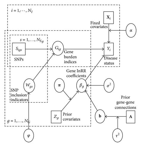 Directed acyclic graph describing the structure of the model. Boxes ...