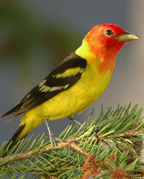 Western Tanager bird - a beauty | Beautiful birds, Canary birds, Birds