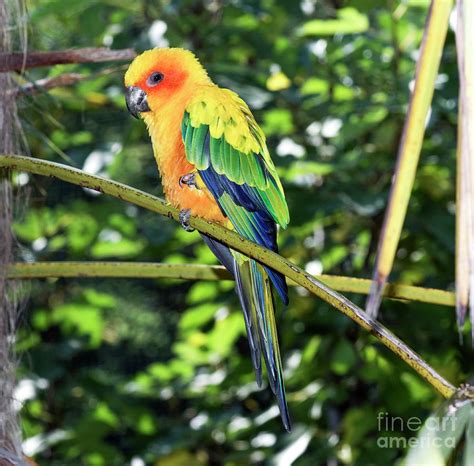 Sun Parakeet Photograph by Brian Gadsby/science Photo Library - Fine Art America