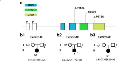 The location of mutations on the MECP2 gene and genetic genogram of the ...