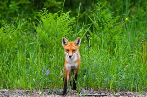 red fox free image | Peakpx