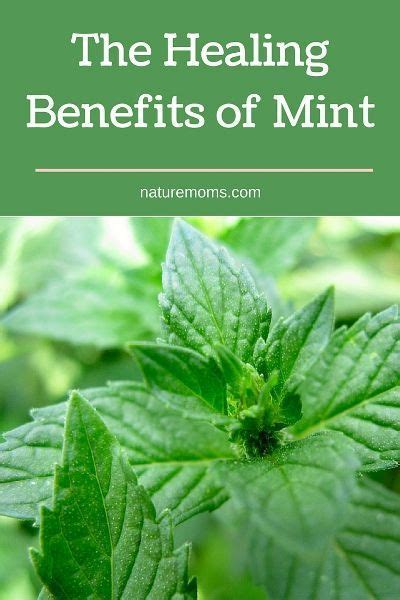 The Healing Benefits of Mint Mint Benefits Health, Mint Leaves Benefits, Plant Benefits, Fresh ...