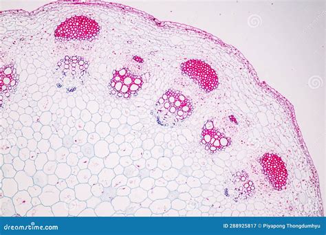 Plant Tissues Under the Microscope in the Laboratory. Stock Image - Image of magenta, study ...