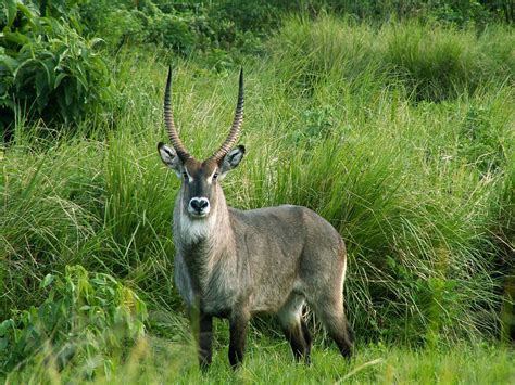 waterbuck | Animals wild, Animals, African antelope