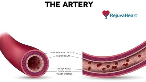 Vascular Endothelium Improvement from RejuvaHeart™ Therapy - YouTube