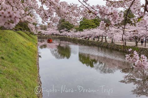 Cherry Blossoms at Hikone Castle, Shiga-ken, Japan. Cherry blossoms ...