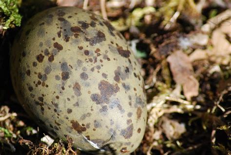 SEAGULL EGG | Flickr - Photo Sharing!