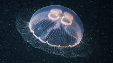 The jellyfish that never dies | BBC Earth