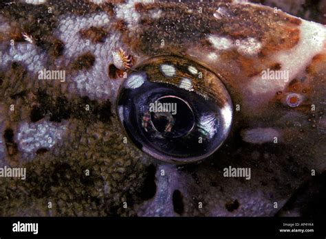 Parasitic fish isopod hi-res stock photography and images - Alamy