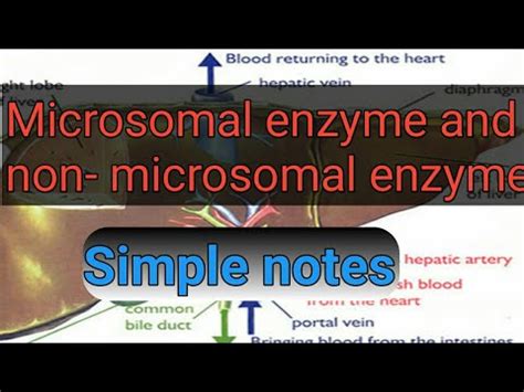 Microsomal and non microsomal enzyme diffrence - YouTube