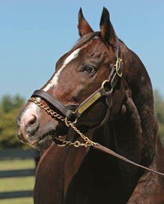 Broodmare Sires of 2017's New Stallions - BloodHorse