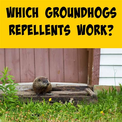 Which Groundhog Repellents Actually Work? - Squirrels at the Feeder