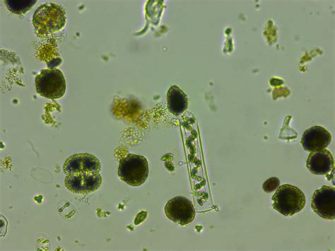 Phytoplankton like it hot: Warming boosts biodiversity and photosynthesis in phytoplankton