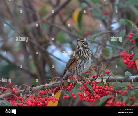 Redwing bird hi-res stock photography and images - Alamy