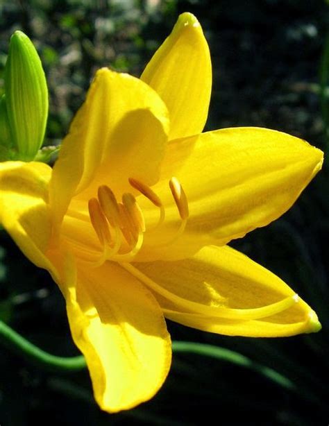 Flowers Gardens: Yellow Daylily