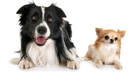 7 Things To Know About Border Collie Chihuahua Mix