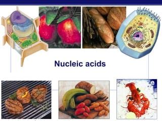 Nucleic acids | PPT