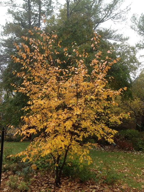 Serviceberry (Juneberry, Shadbush) – Identification | Walter Reeves: The Georgia Gardener