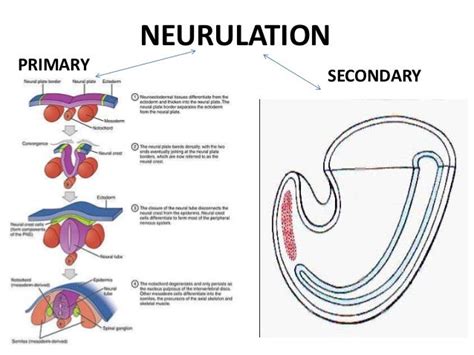 Neurulation