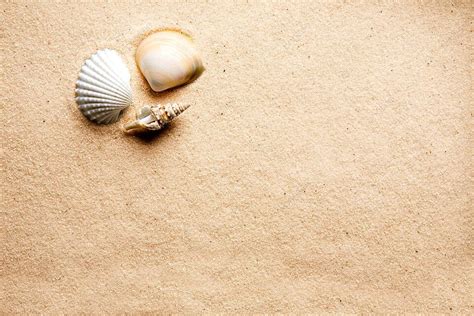 Sand Shell Background Sandy Outdoor Concept Photo And Picture For Free Download - Pngtree