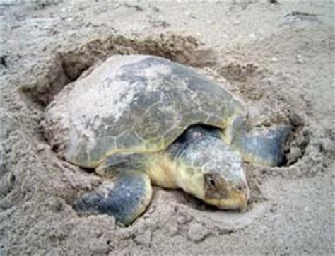 The Kemp's Ridley Sea Turtle - Padre Island National Seashore (U.S. National Park Service)