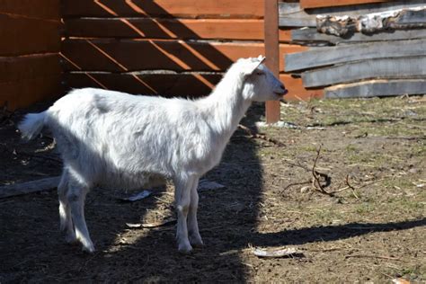 13 Beautiful White goat breeds - Homestead Geek