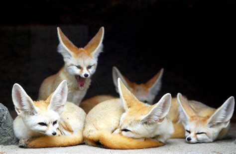 Fennec Fox Habitat