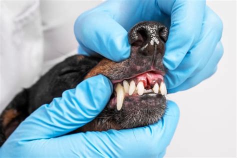 Periodontal Disease in Dogs - How to Prevent Periodontal Disease in Dogs| Leighton vets