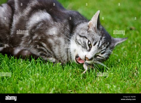 Cat Eating Rat High Resolution Stock Photography and Images - Alamy