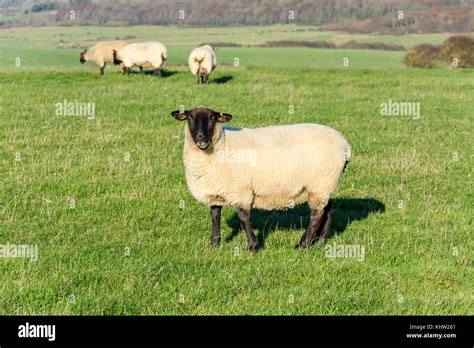 Suffolk sheep in field, Seaford Head Nature Reserve, Seaford, East ...