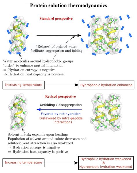 Folding proteins feel the heat, and cold