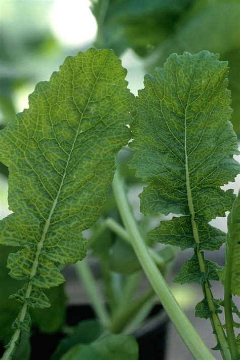 How to Identify and Treat Common Cauliflower Diseases | Gardener’s Path