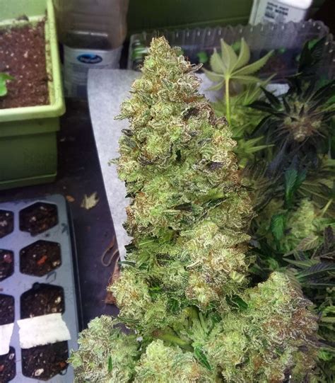 Purple Kush feminized seeds for sale: information and reviews - Herbies