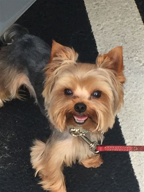 Omg look at that cute face #yorkshireterrier | Yorkshire terrier puppies, Yorkie dogs, Cute puppies