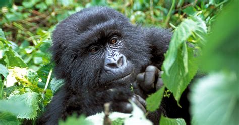 Eastern Gorilla Facts: Habitat, Diet, & Conservation | IFAW