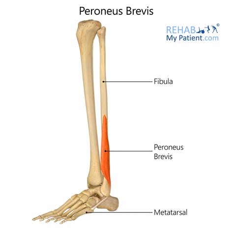 Peroneus Brevis | Rehab My Patient