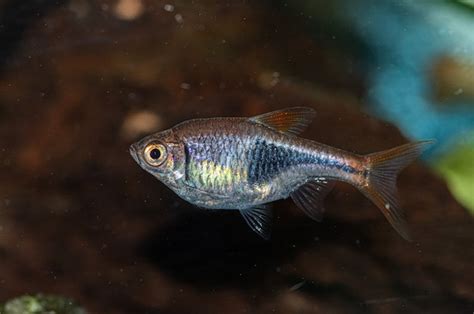 Free Photo | Closeup shot of a small silver and grey fish in the aquarium